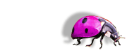 Pinker Käfer, Werbeagentur Pink ink